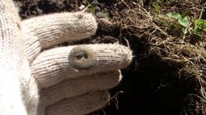 Раскопки в Волгоградской области пгт Иловля часть 1