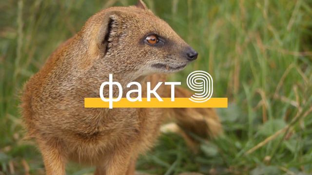 Интересные факты о желтом мангусте