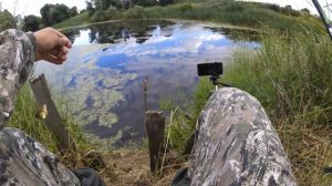 Ловля карася на собственном пруду! Его здесь туча!!