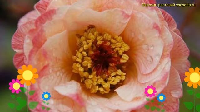 Гравилат ярко-красный Космополитен. Краткий обзор, описание geum coccineum Cosmopolitan смотреть онлайн