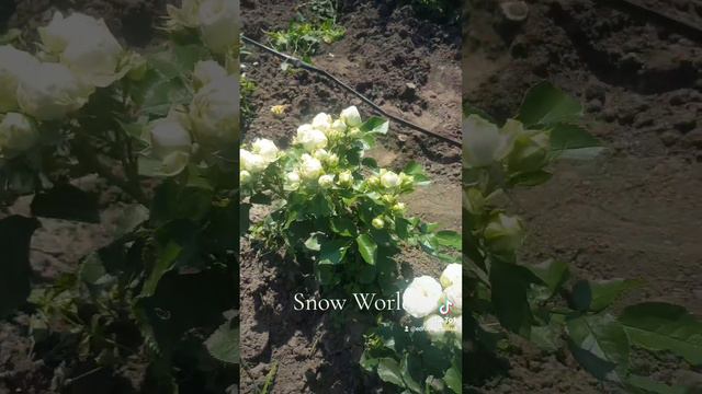 EDROSES/Троянда 🌹 Сноу Ворлд (Snow World® ) - Interplant Roses.Premium Spray Roses. (Florists Rose)