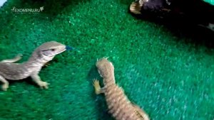 Кормление малышей капских варанов (Varanus exanthematicus feeding)