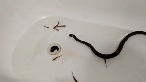 Ужи, ловля рыбы в ванной 2.