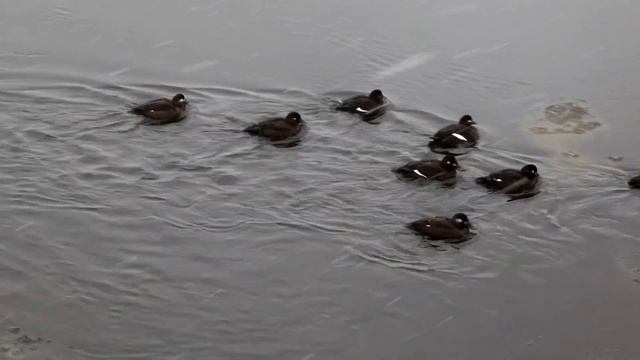 Нырковые утки смотреть онлайн