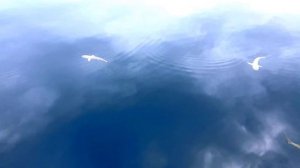 French Polynesia / Французская полинезия