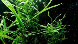 ВСЕ ПОДРОБНОСТИ ПРАВИЛЬНОГО СОДЕРЖАНИЯ ГУППИ