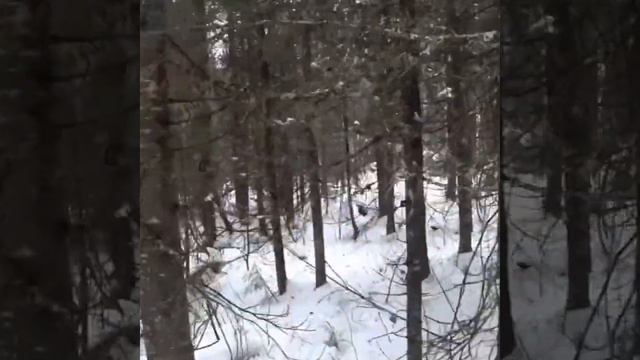 Охота на зайца с гончей смотреть онлайн