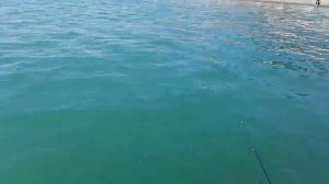 Морская рыбалка в Сочи с берега: Смарида, бычок