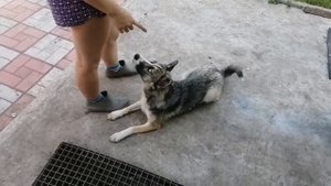 ДРЕССИРОВКА СОБАКИ / ХАСКИ - ЛАЙКА / СТАНДАРТНЫЕ КОМАНДЫ, КОТОРЫЕ ЗНАЕТ ЛЮБАЯ СОБАКА / 1 ЧАСТЬ ✨