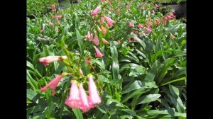 ПЕНСТЕМОН  (PENSTEMON)   сем. Норичниковые