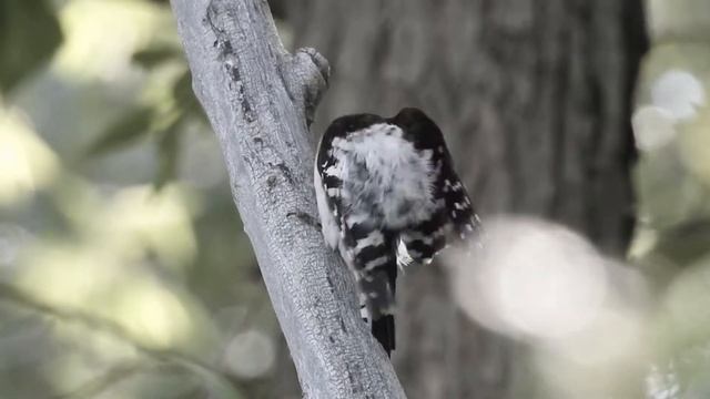 Малый пестрый дятел. смотреть онлайн