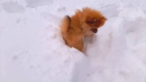 РЕАКЦИЯ маленького щенка на ПЕРВЫЙ СНЕГ!