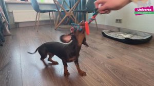 PU9029 Игрушка для собак Pet Universe набор канат + колечко, 20 см + 7,8 см