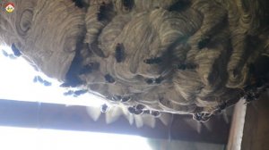 Любят ли шершни жару ? Охотник на шершня