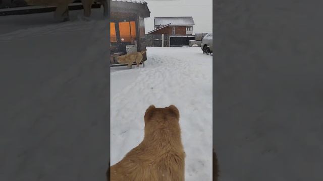 #весна #dog #animal #алабай #doglover #pet #щенки смотреть онлайн