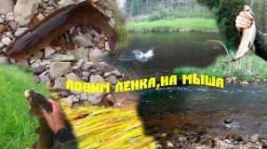 Глухая тайга.Дикие реки и только спиннинг  и мышь.Ловим ленка в мелких речках заросших тиной...