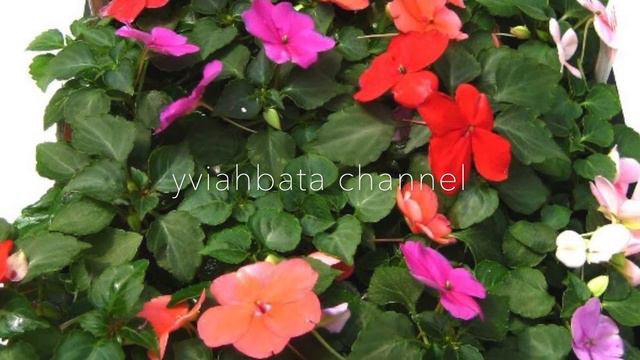 IMPATIENS flowers New GUINEA impatiens jewelweed Touch ME NOt смотреть онлайн