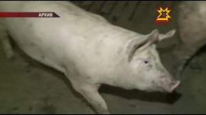 Африканская чума свиней