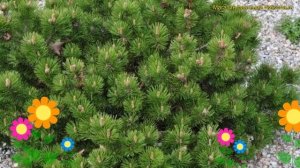 Сосна горная клостергрюн. Краткий обзор, описание характеристик pinus mugo Klostergrun