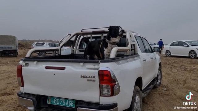 Дашогуз чемпион Гарадаг / Daşoguz çempion Garadag смотреть онлайн