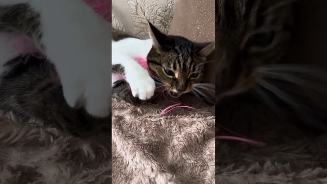 Мама купила звенящую розовую мышь. Счастью нет предела? смотреть онлайн