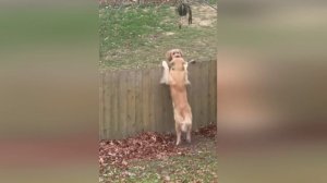 Подборка смешных видео и приколов. 186 Лучшие ПРИКОЛЫ 2023