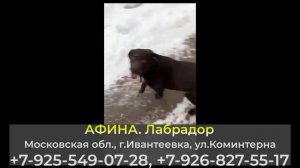 Пропала собака! АФИНА,  Лабрадор, Московская обл., г.Ивантеевка