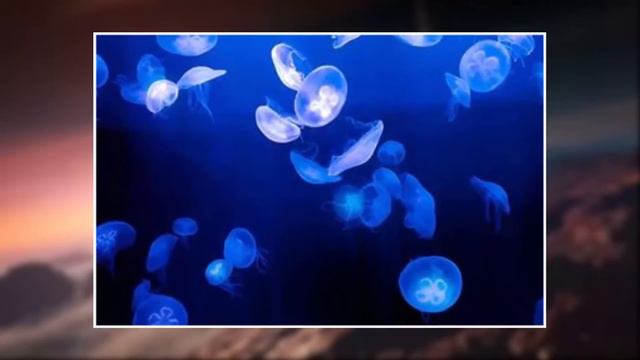 КАК КРЫСЫ ПРЕДСКАЗЫВАЮТ ПОГОДУ и другие Любопытные Новости #8 смотреть онлайн