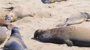 Америка дикие животные 4к.mp4