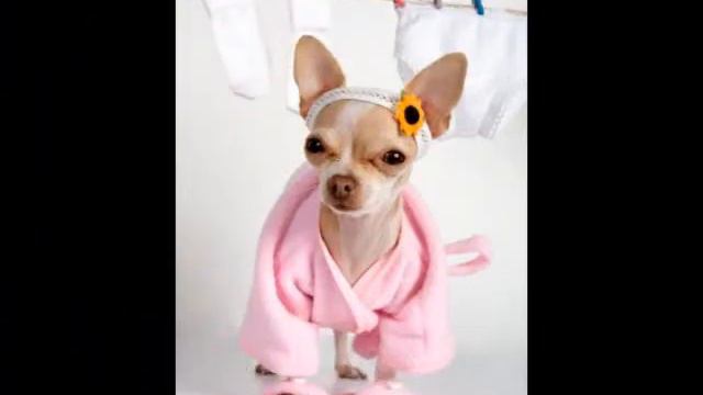 Чихуахуа смотреть онлайн