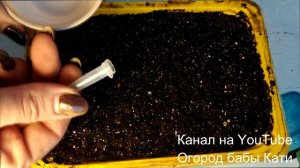 ТОНКОСТИ ПОСАДКИ ПЕТУНЬИ! РАССАДА ПЕТУНЬИ! ЧТО ПОСАДИТЬ В МАРТЕ?