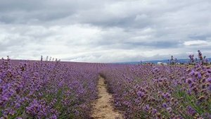 Тургеневка.