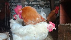 колечки от расклева/// Часть 2/// Помогают ли?