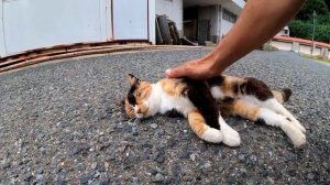 猫島の三毛猫ちゃんは会うと挨拶してきてカワイイ