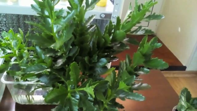 Каланхоэ. Черенкование.