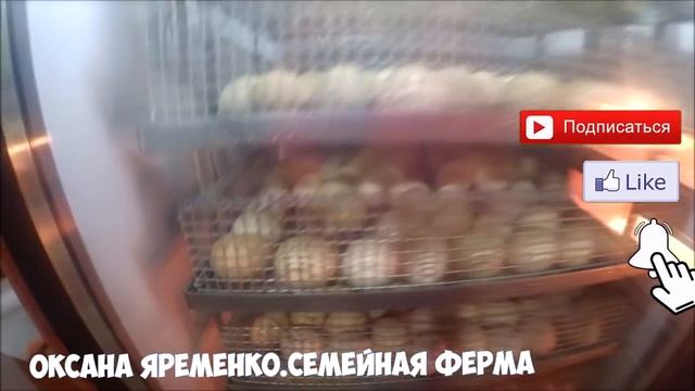 Инкубация закончена/Вывод 50% смотреть онлайн