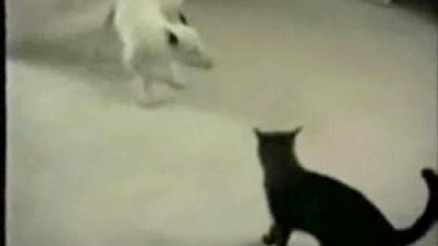 Кошки гоняют собак. Коты гоняют собак. Кот гоняет собаку. Гиф кот гоняет собаку. Коты гоняют собак подборка.