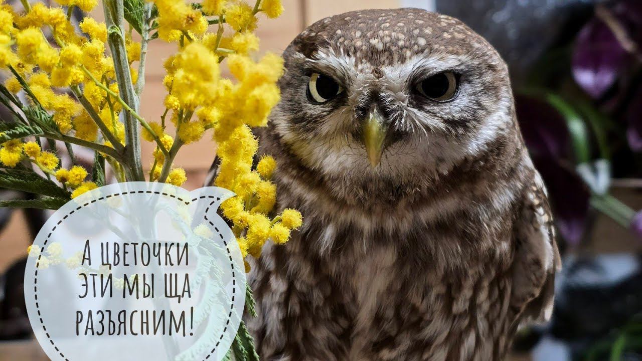 Пёс Кубик и маленькая сова Лучик крушат и терзают цветочки на 8 марта