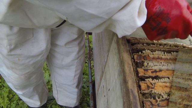 Проверка улья с пчёлами перед зимой. смотреть онлайн