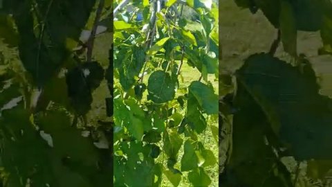 Шелковица плакучая первый год после посадки ч.6