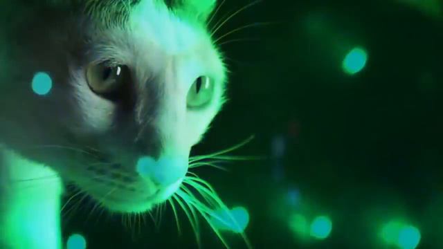 Приколы с котами и кошками!!!самые крутые песни🐱 смотреть онлайн