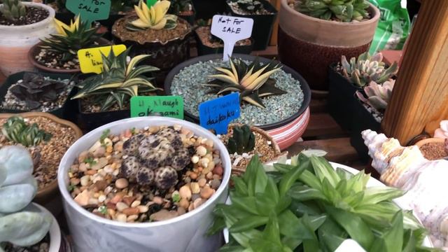 Hermosa Suculentas y Cactus de Korea смотреть онлайн