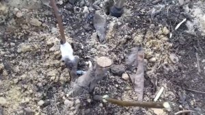 делаю прививки черенками груш на дичок,  обзор прививок прошлого года