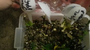 ПОхвастушки .  Что  я  новенького прикупила. МОя роза Бенкса  теперь  уже не мечта)))
