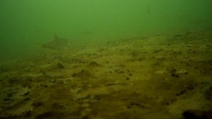 Медвенка. Стая рыб под водой. Подводная съемка