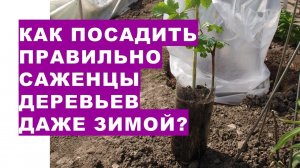 Как посадить саженцы деревьев даже зимой?