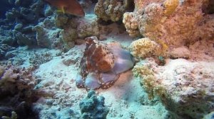 Hunting of octopus/Как охотится осьминог?