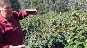 Ежевика обзор сортов