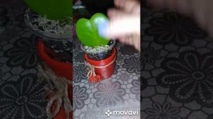 ?"Хойя Керри".? Пересадка малышки ?Моя "Ктенанта" . ?Гиппеаструм.