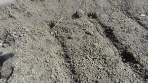 Как правильно подготовить и посадить чеснок весной